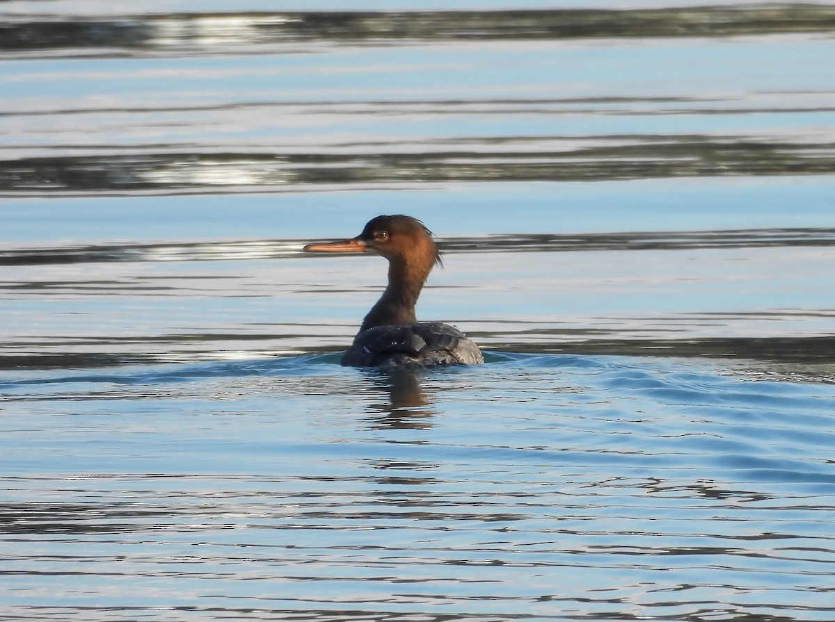 Red-breasted Merganser - ML645528975