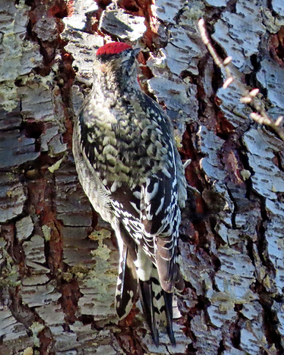 Rotnacken-Saftlecker - ML645528976