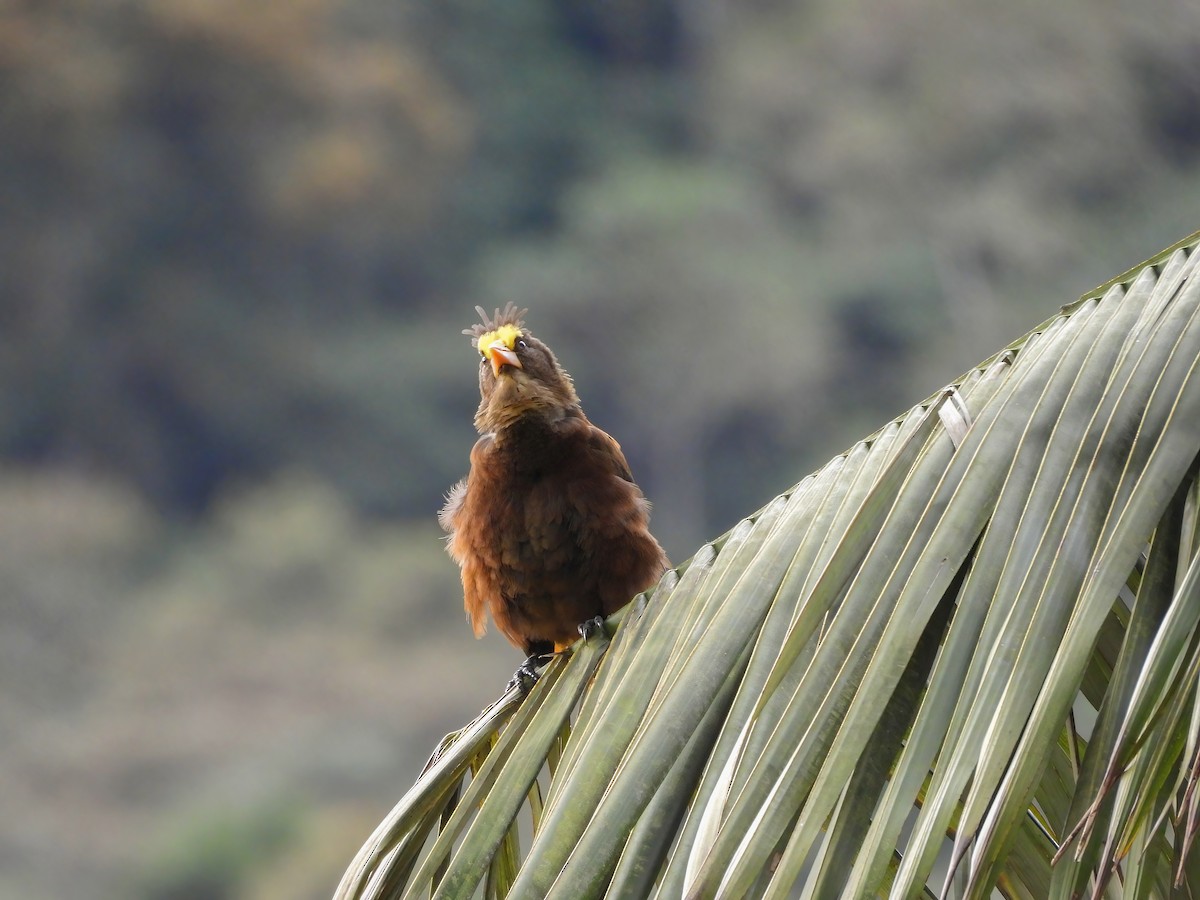 Russet-backed Oropendola - ML645528983