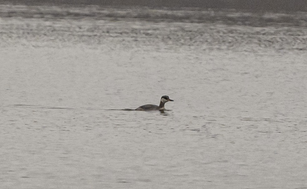 赤頸鸊鷉 - ML645528988