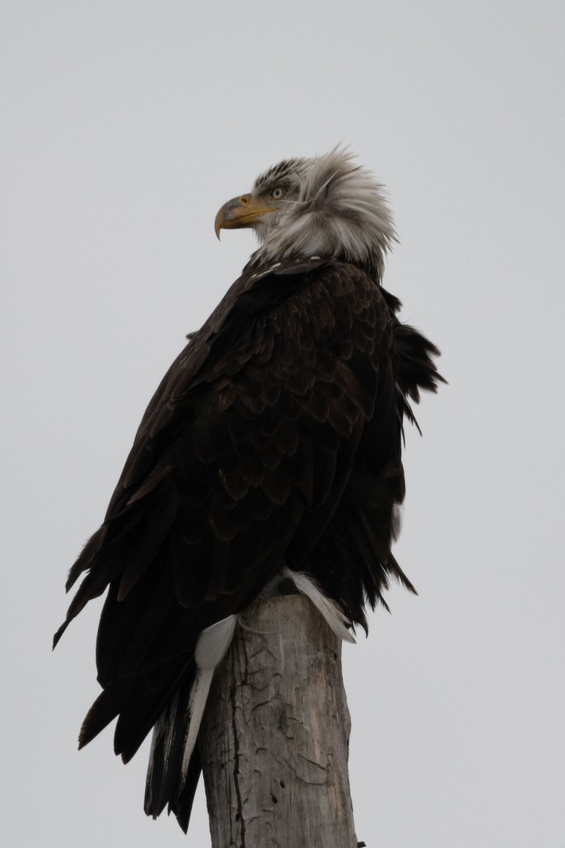 Bald Eagle - ML645528990
