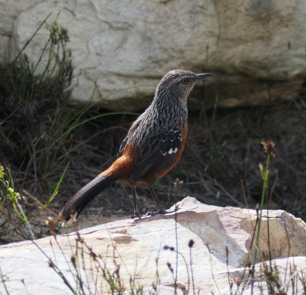 Cape Rockjumper - ML645528992