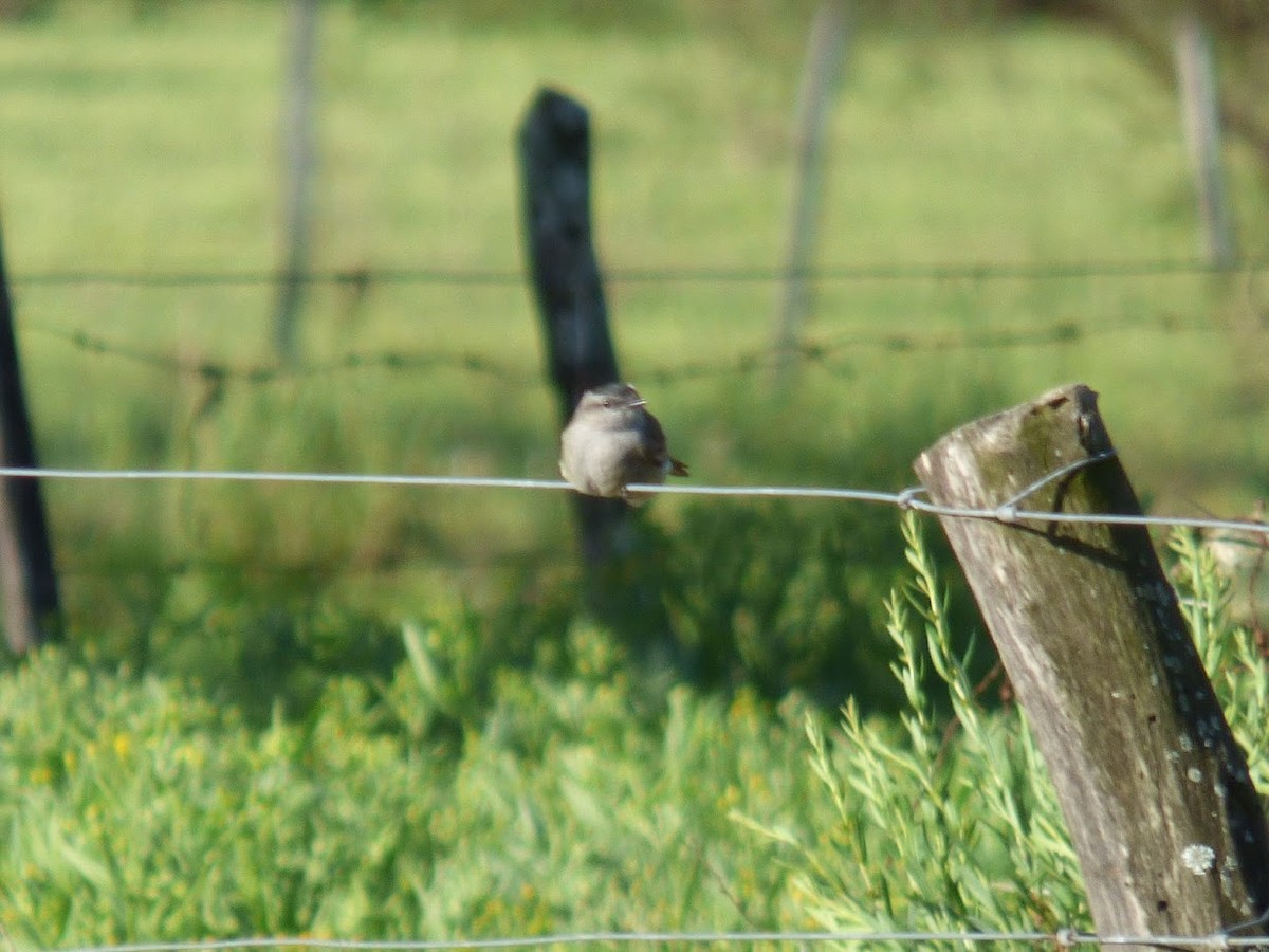 Crowned Slaty Flycatcher - ML645528993