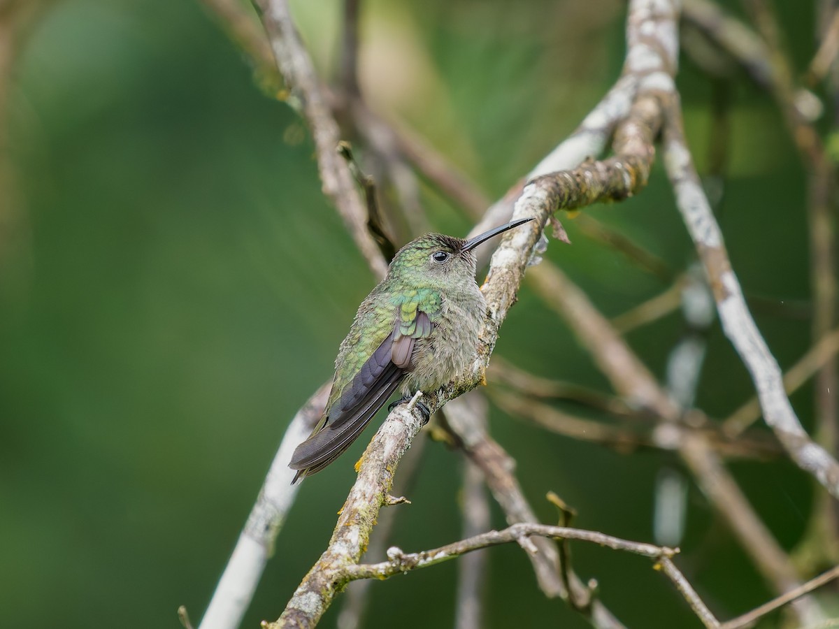 Scaly-breasted Hummingbird - ML645528994