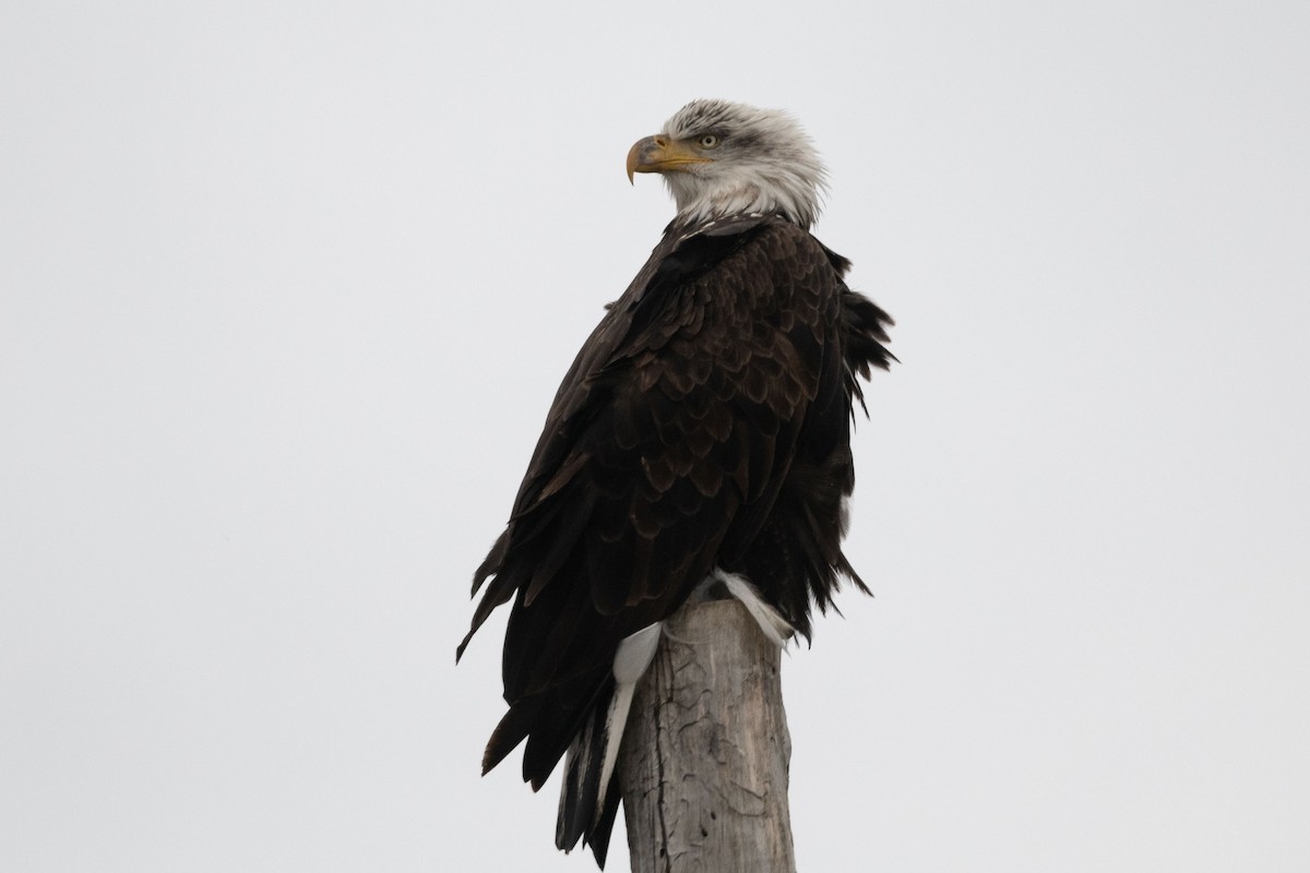 Bald Eagle - ML645528995