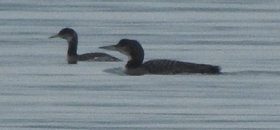 Common Loon - ML645528997