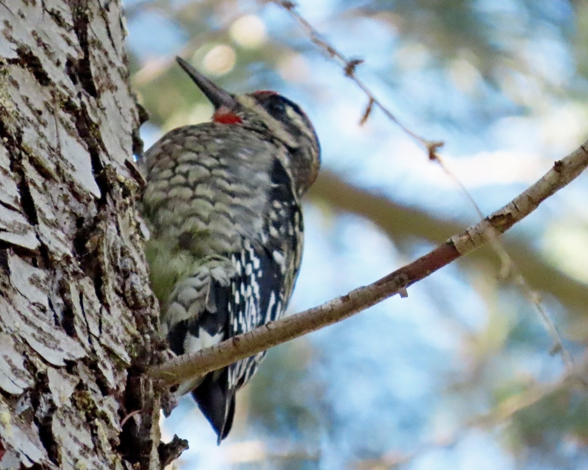 Rotnacken-Saftlecker - ML645529001