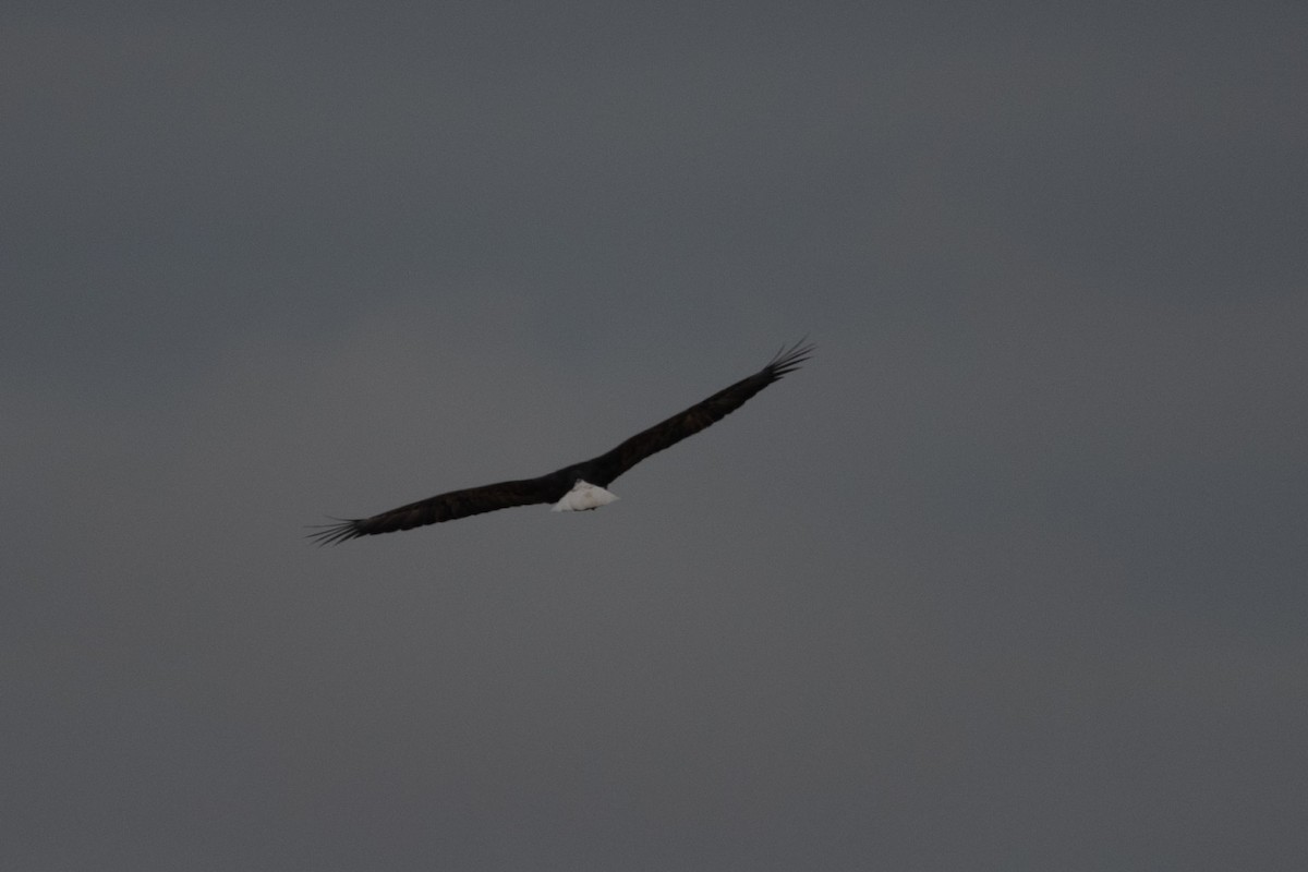 Bald Eagle - ML645529003