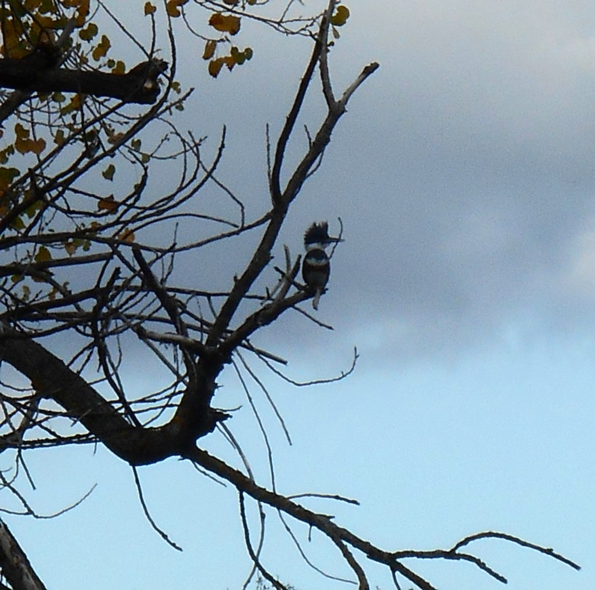 Belted Kingfisher - ML645529006