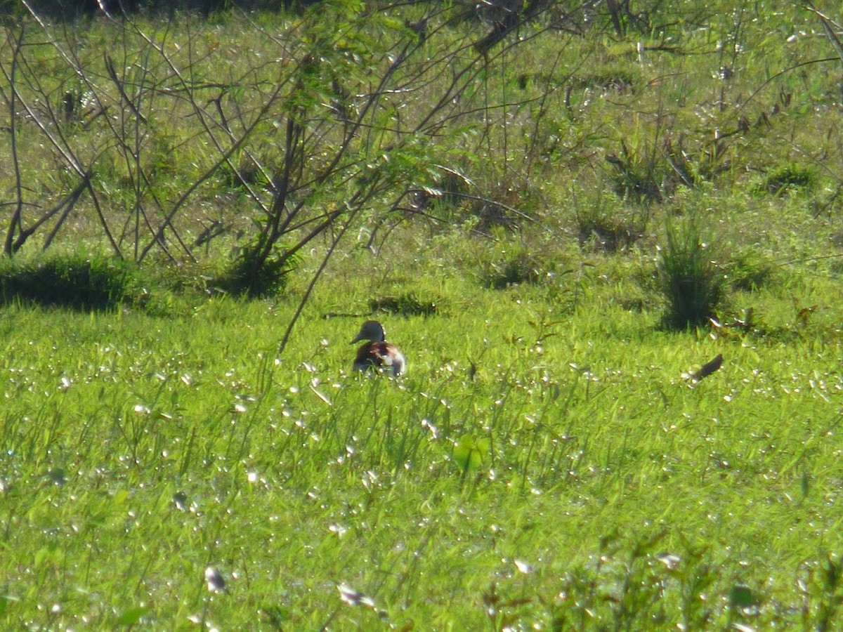 Ringed Teal - ML645529010