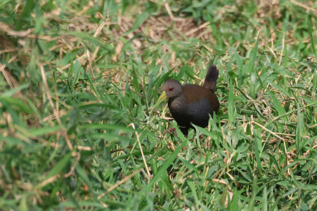 Râle noirâtre - ML645529011