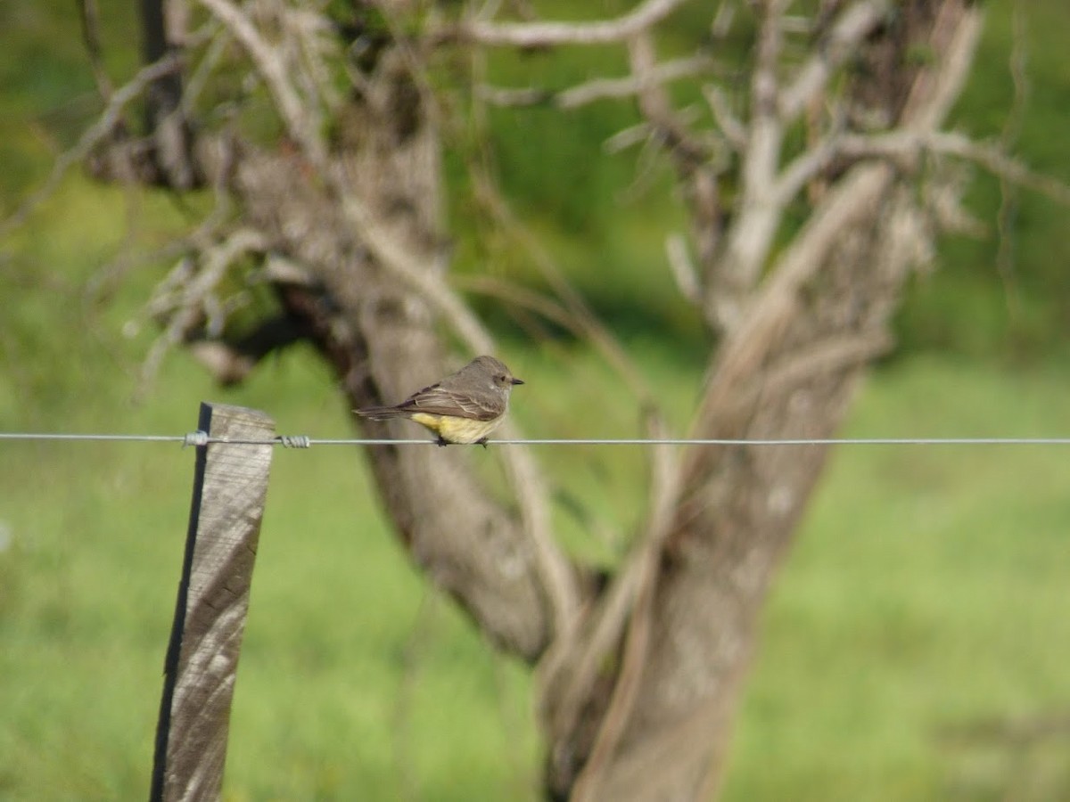 Vermilion Flycatcher - ML645529022