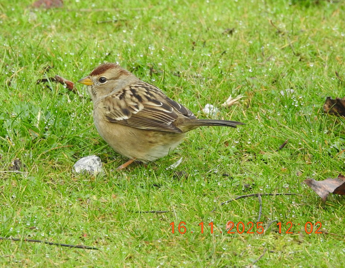 White-crowned Sparrow - ML645529023