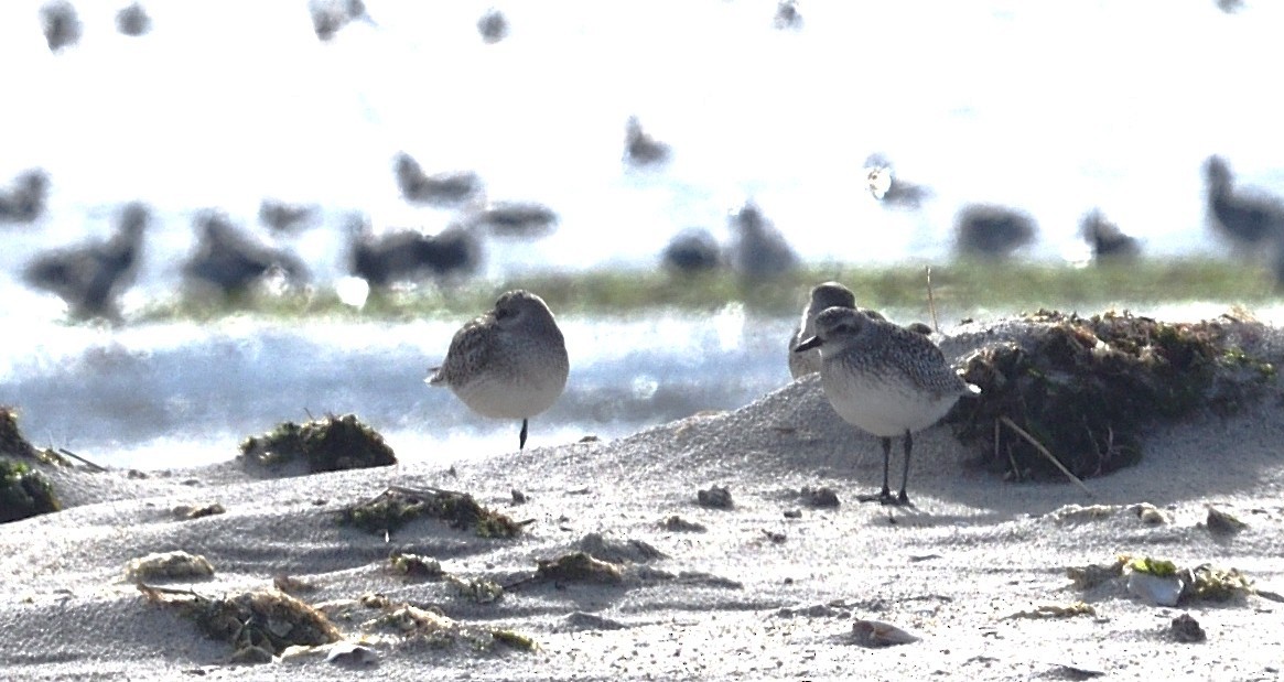 Black-bellied Plover - ML645529026