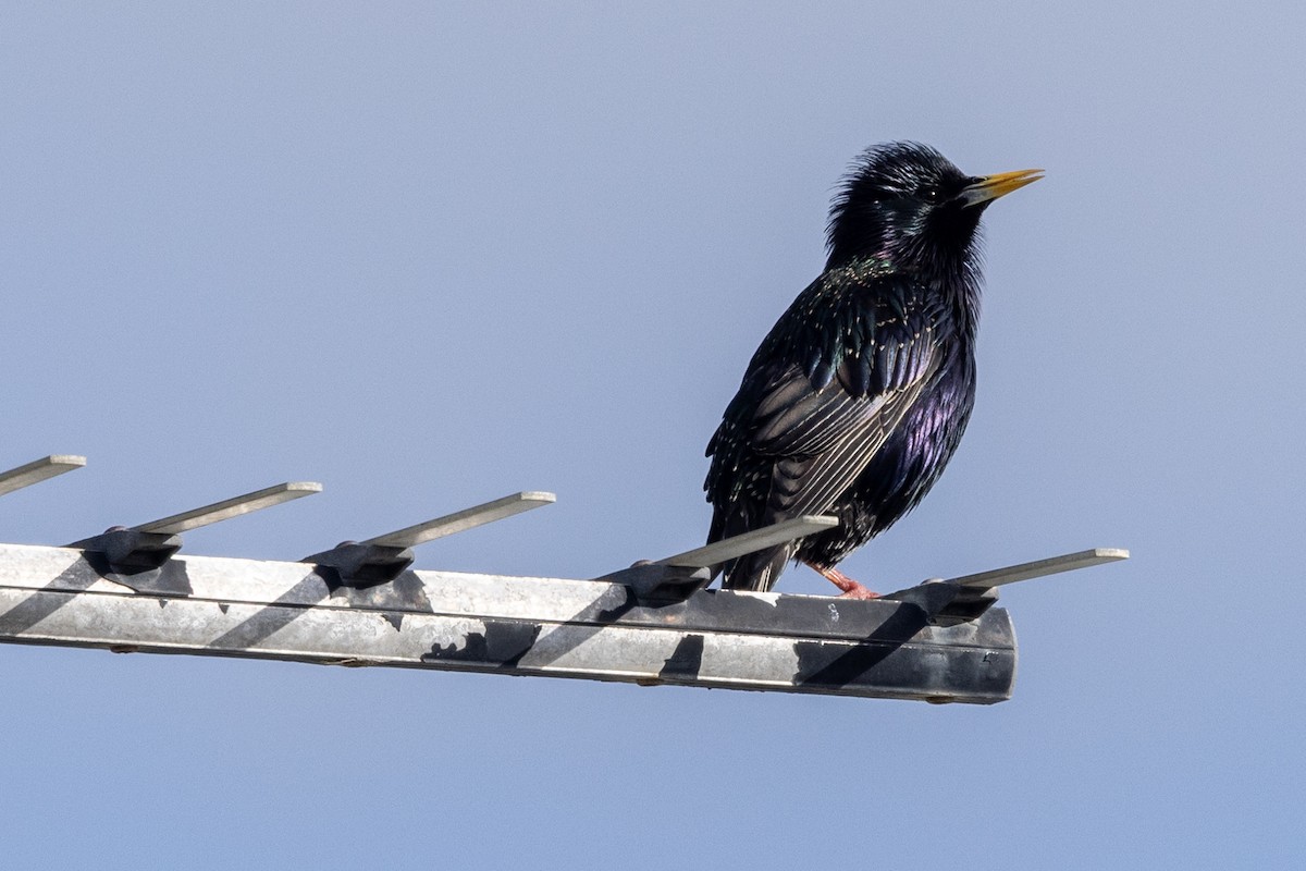 European Starling - ML645529029