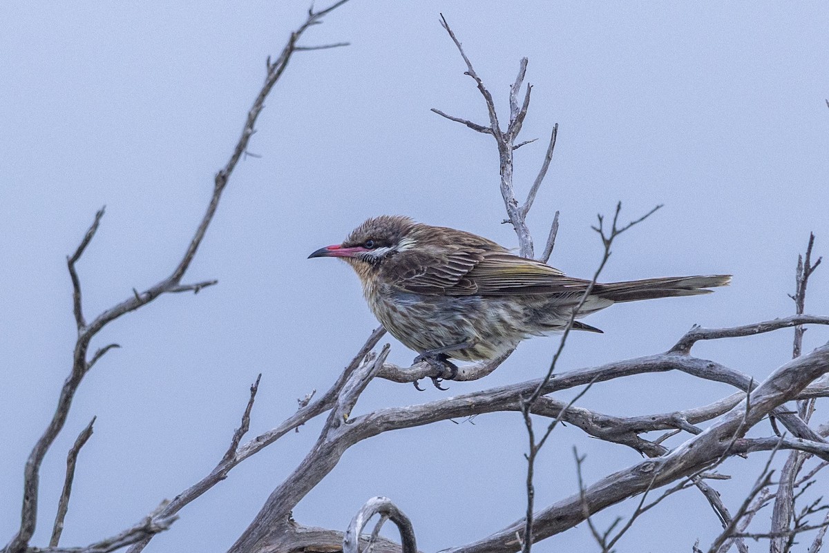 Diken Yanaklı Balkuşu - ML645529033