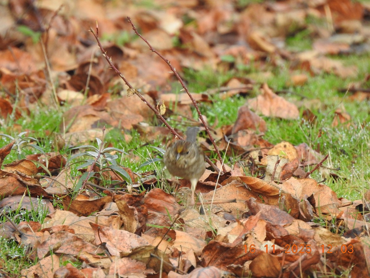 Golden-crowned Sparrow - ML645529035