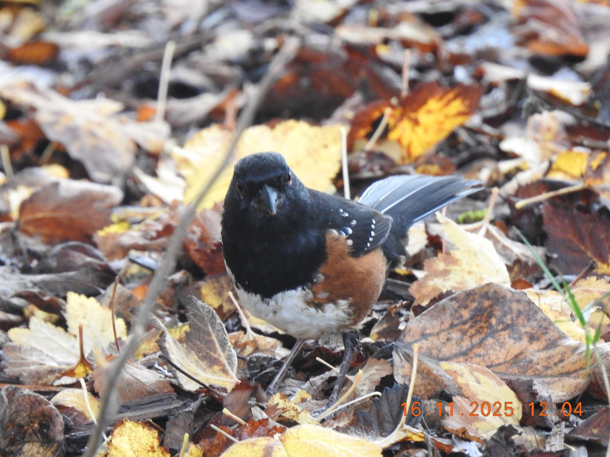 Spotted Towhee - ML645529045