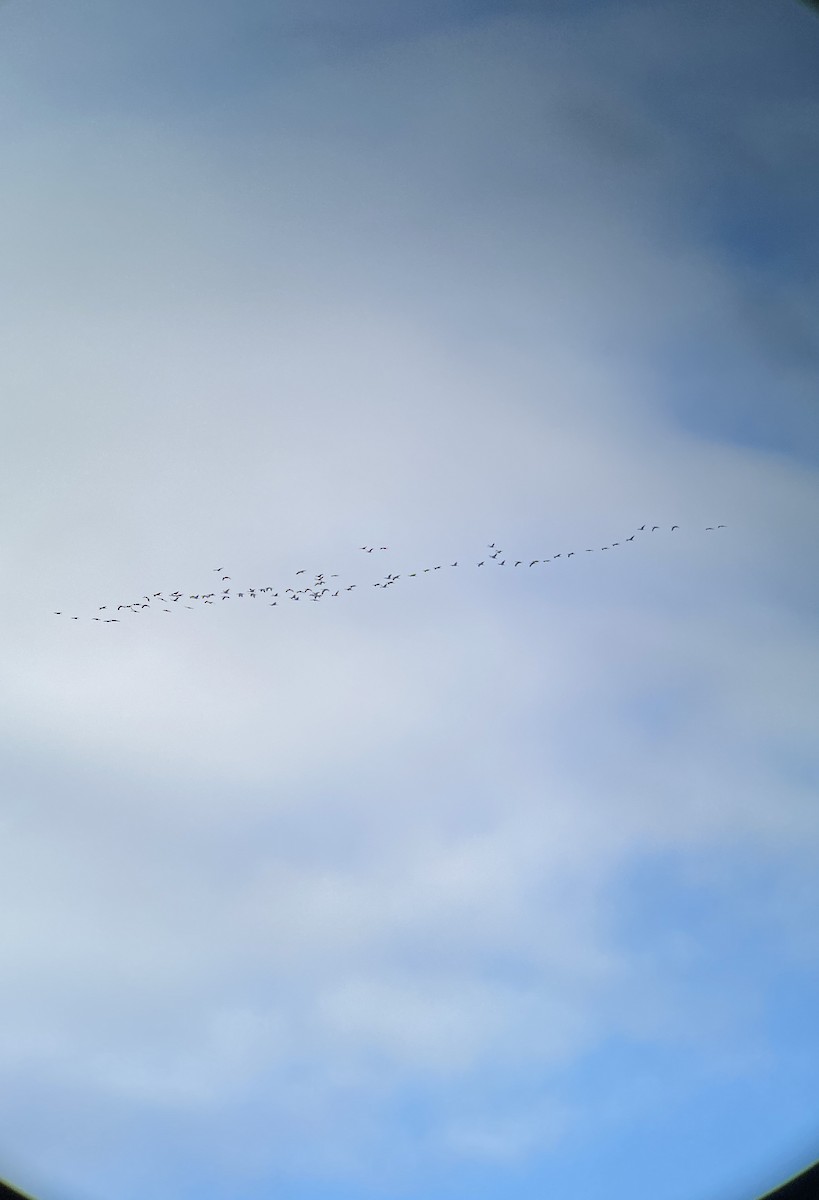 Sandhill Crane - ML645529047