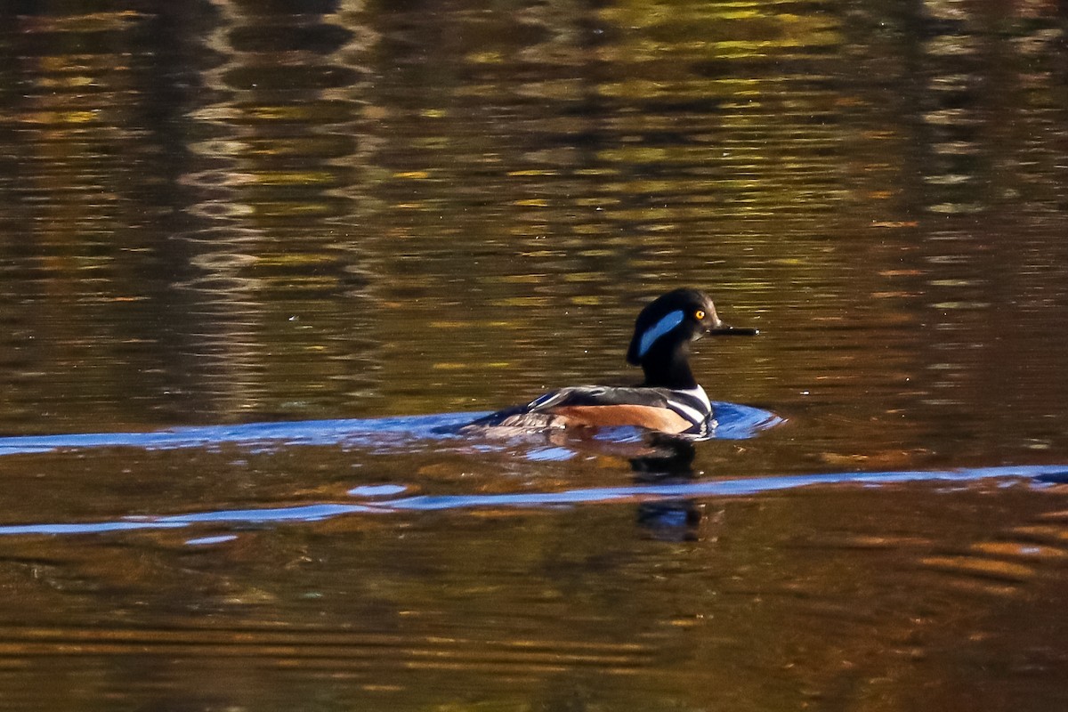 Harle couronné - ML645529052