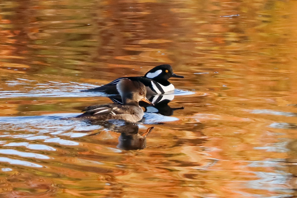 Harle couronné - ML645529053