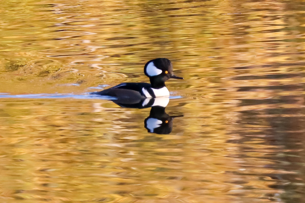 Harle couronné - ML645529054