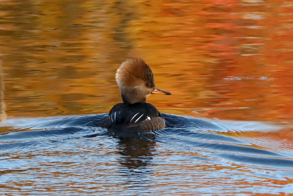 Harle couronné - ML645529055
