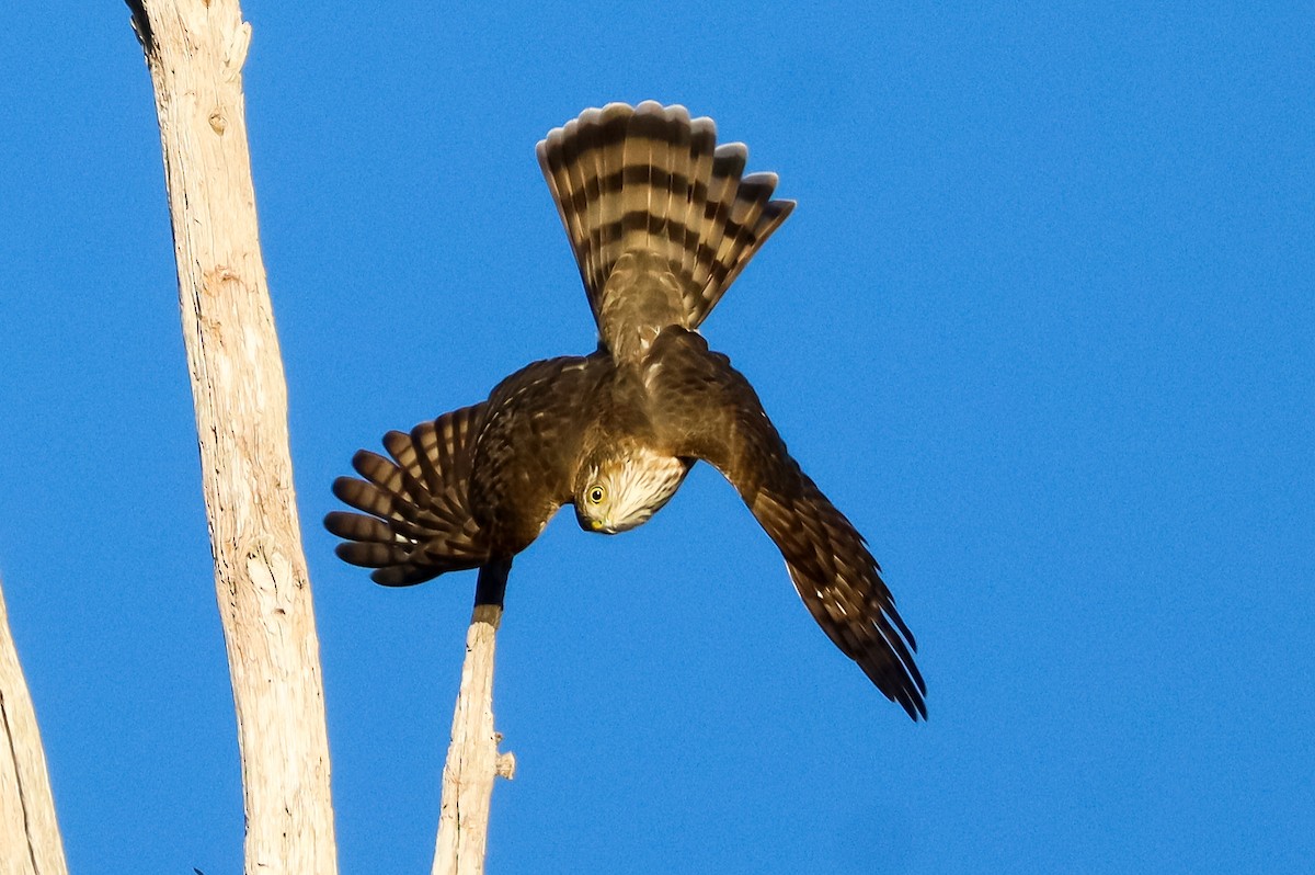 Épervier brun - ML645529067