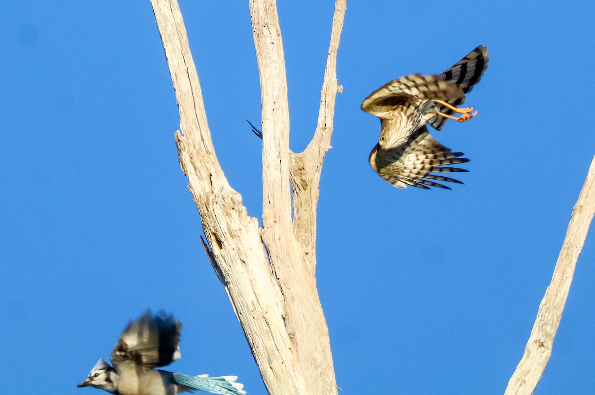 Épervier brun - ML645529068