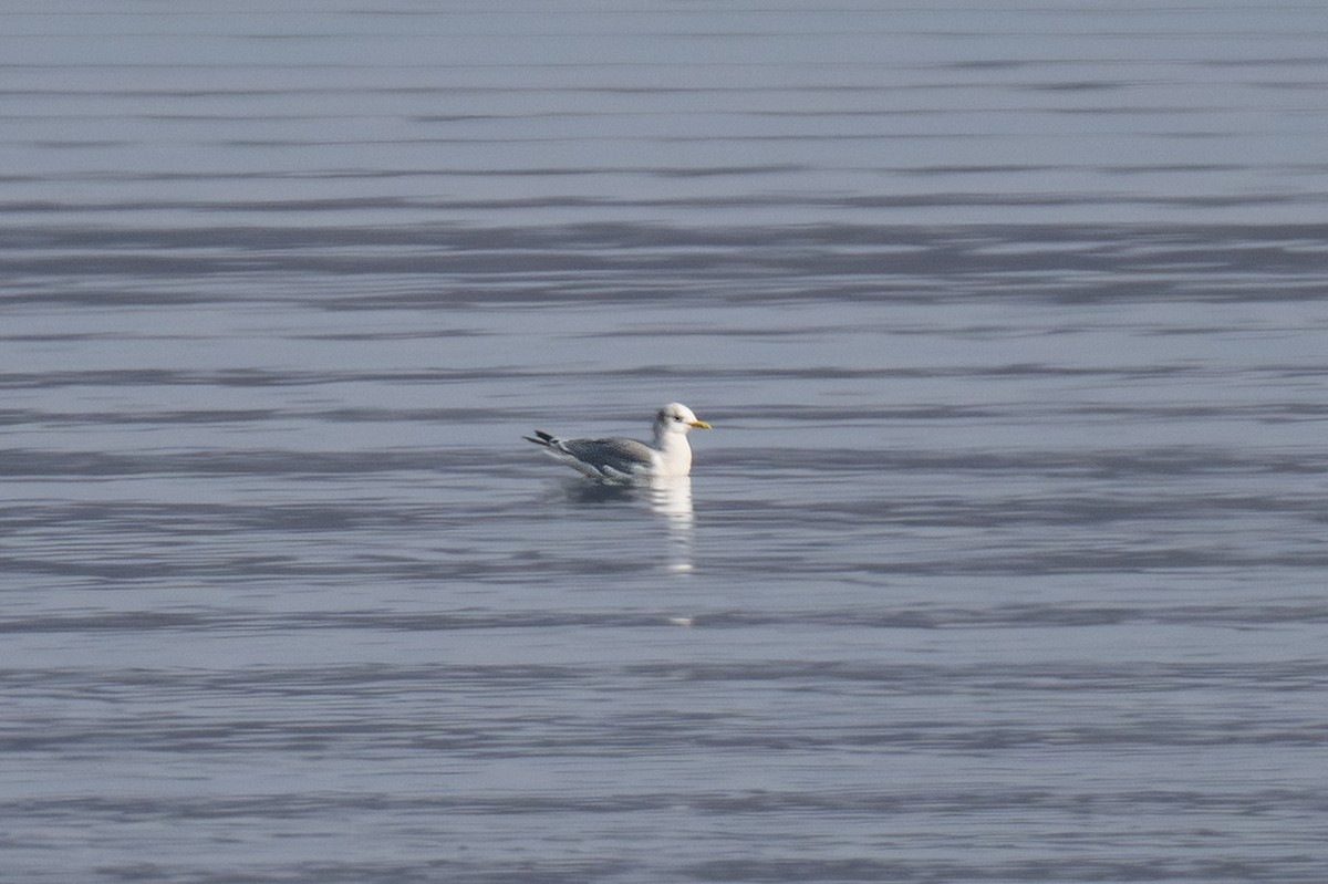 krykkje - ML645529071