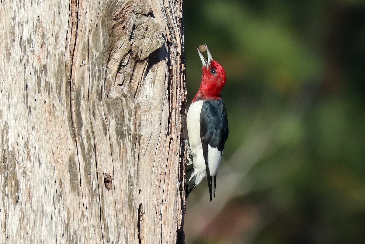 Pic à tête rouge - ML645529078