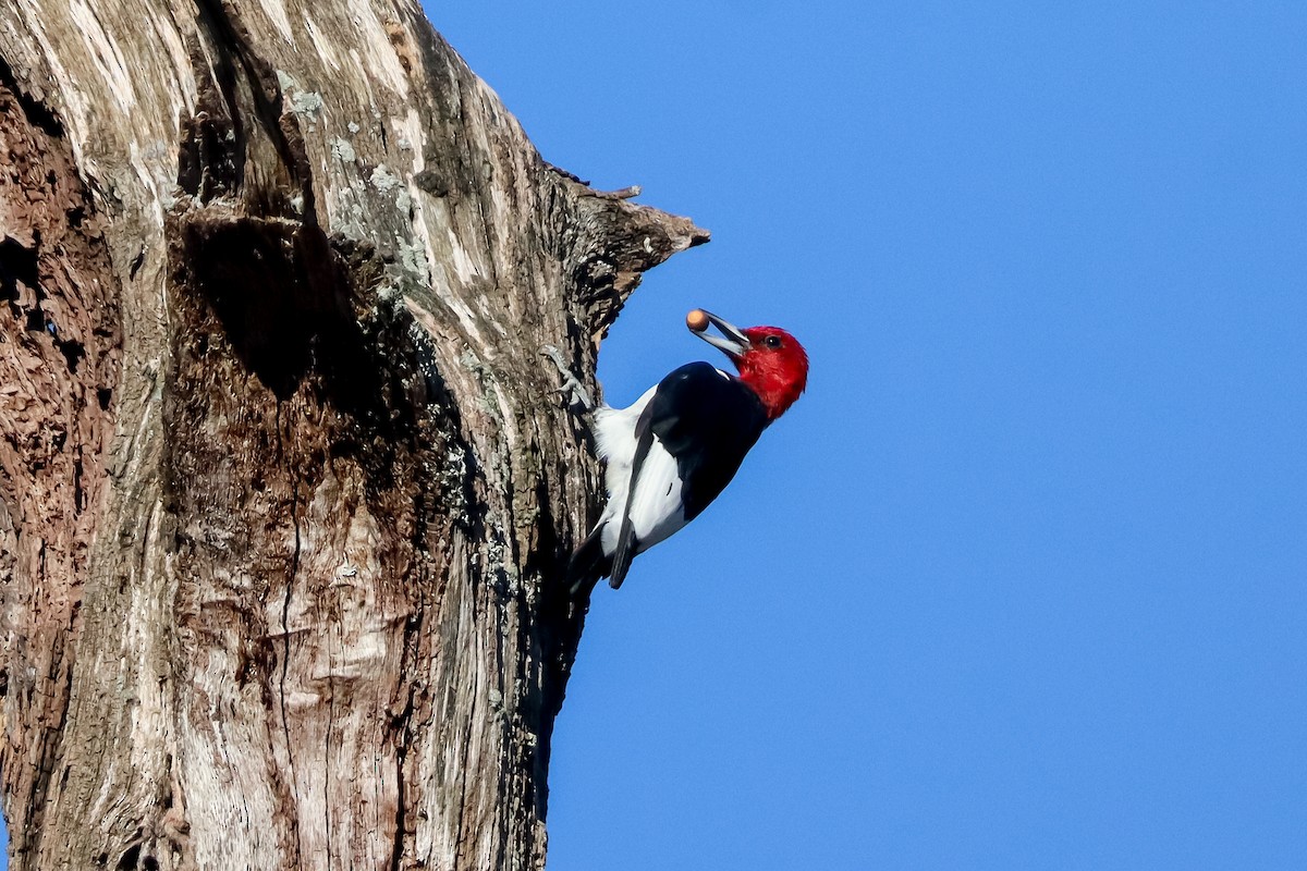 Pic à tête rouge - ML645529079