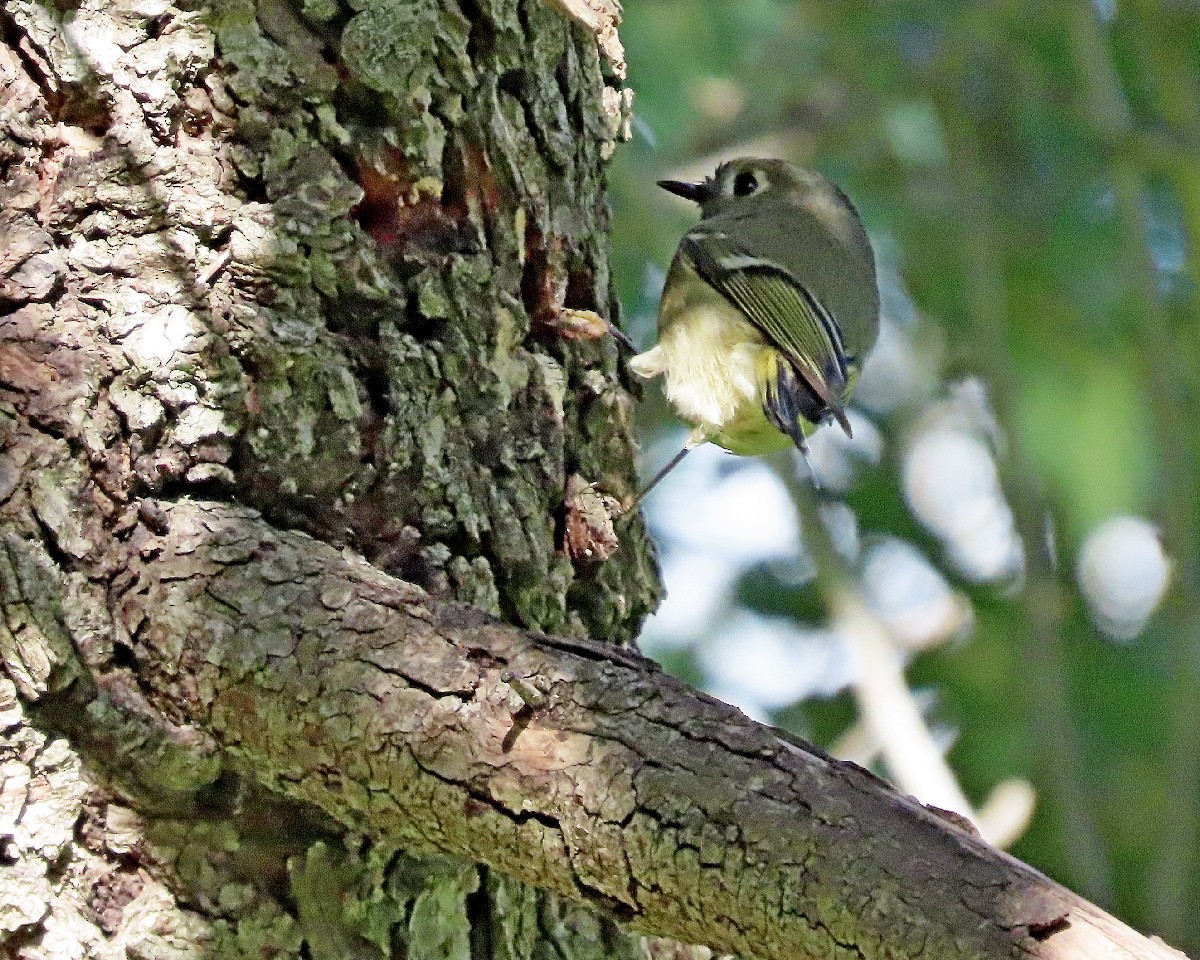 Ruby-crowned Kinglet - ML645529080