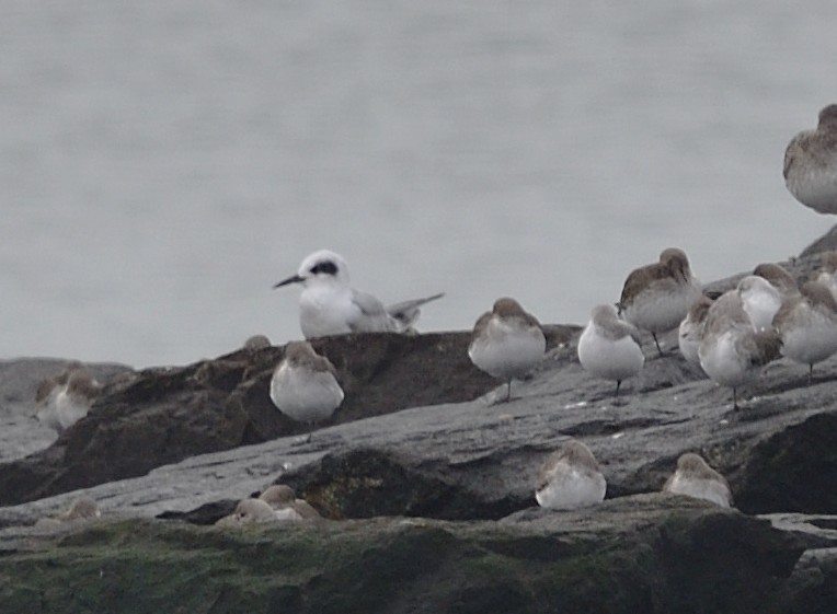 Forster's Tern - ML645529082
