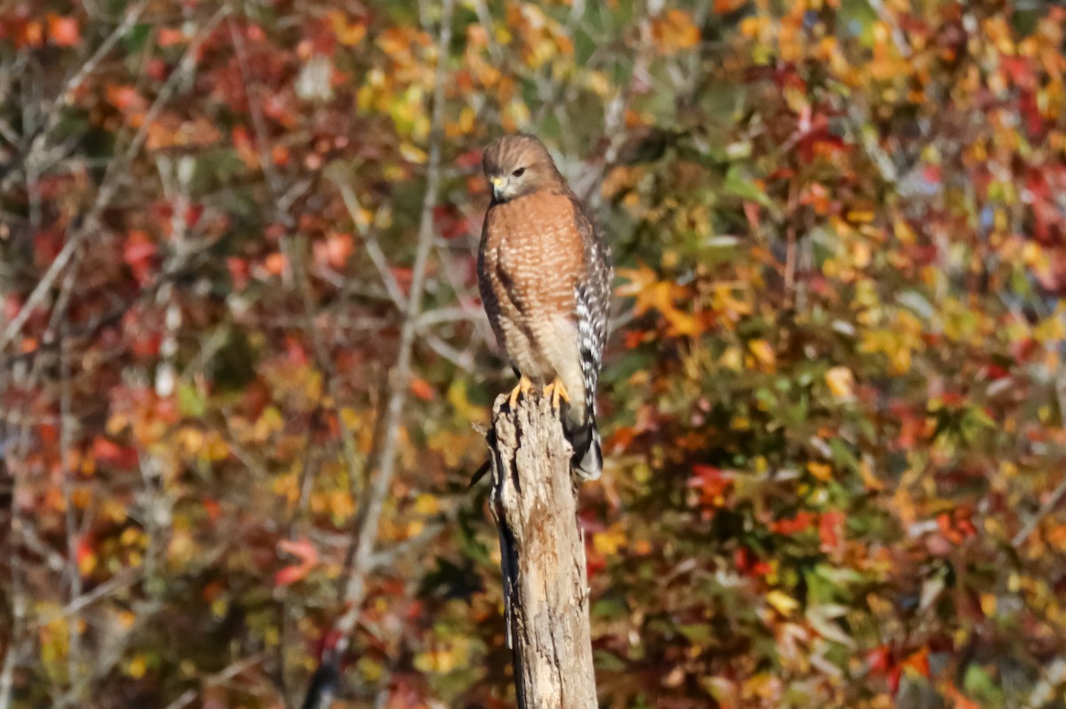 Buse à épaulettes - ML645529086