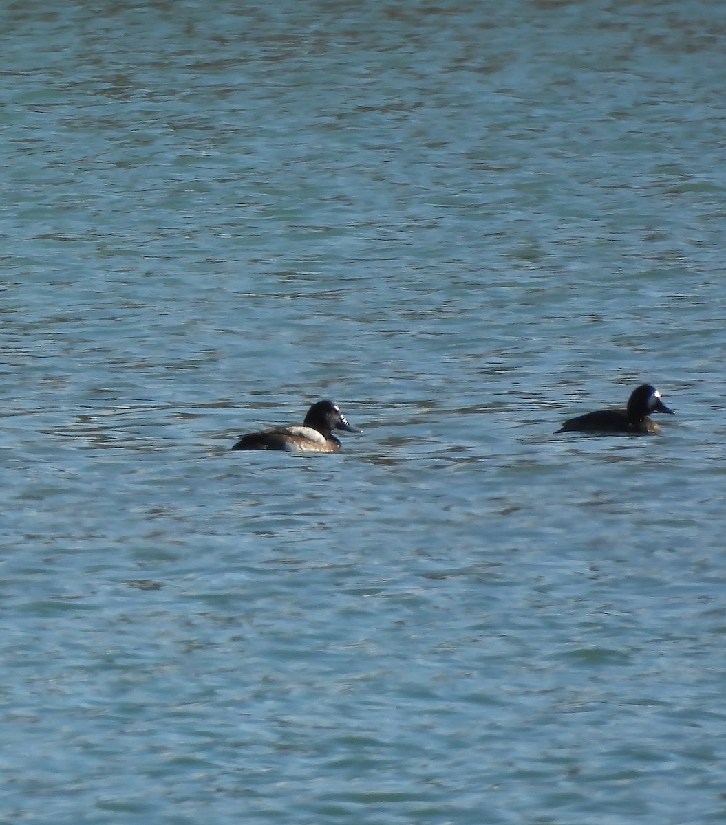 スズガモ - ML645529090