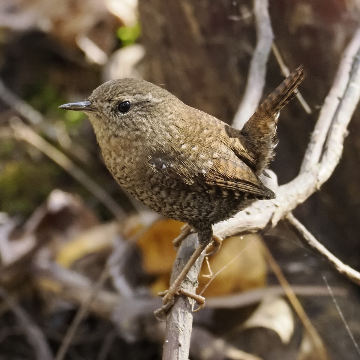 フユミソサザイ - ML645529094