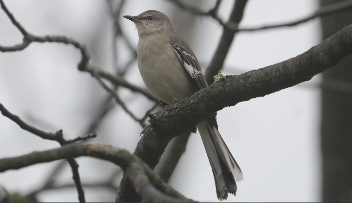 Northern Mockingbird - ML645529097