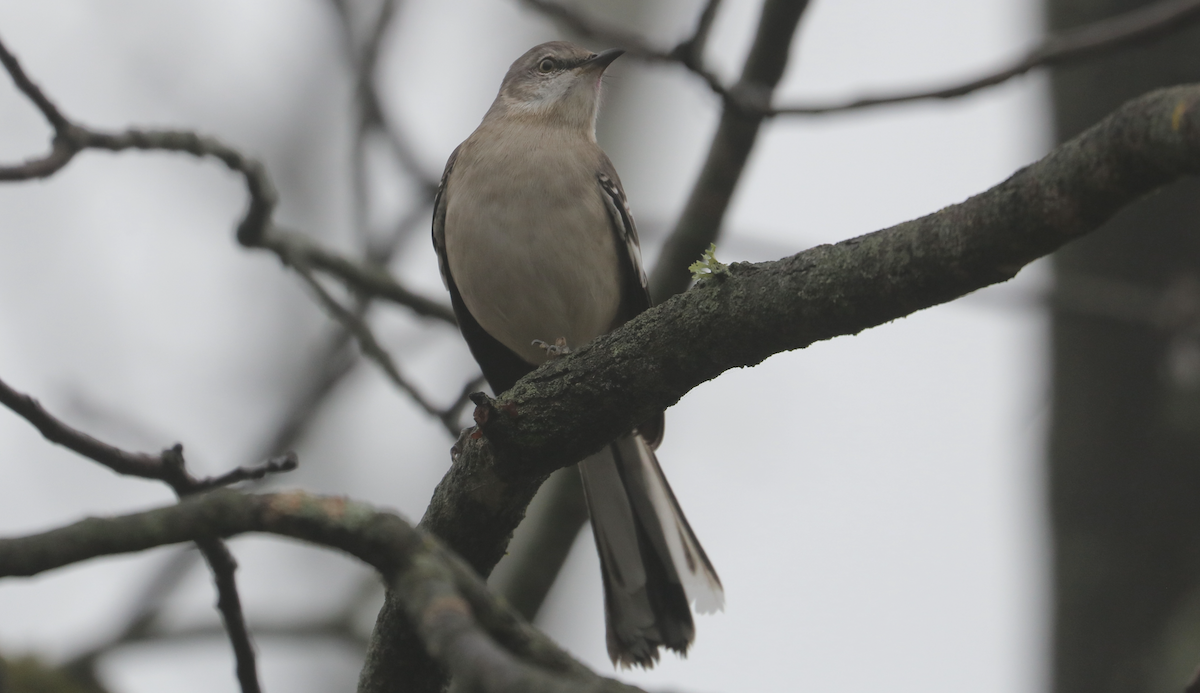 Northern Mockingbird - ML645529098
