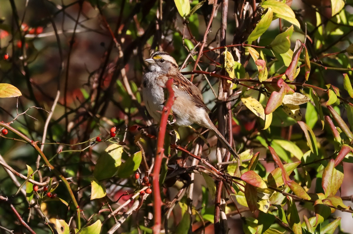 Bruant à gorge blanche - ML645529099