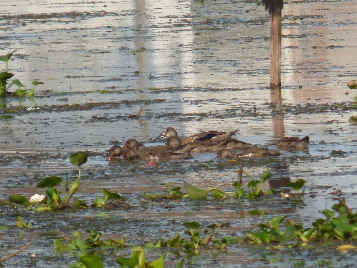 Brazilian Teal - ML645529104