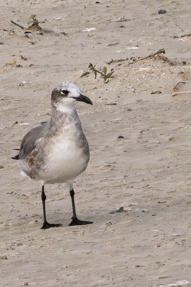 ワライカモメ - ML645529111