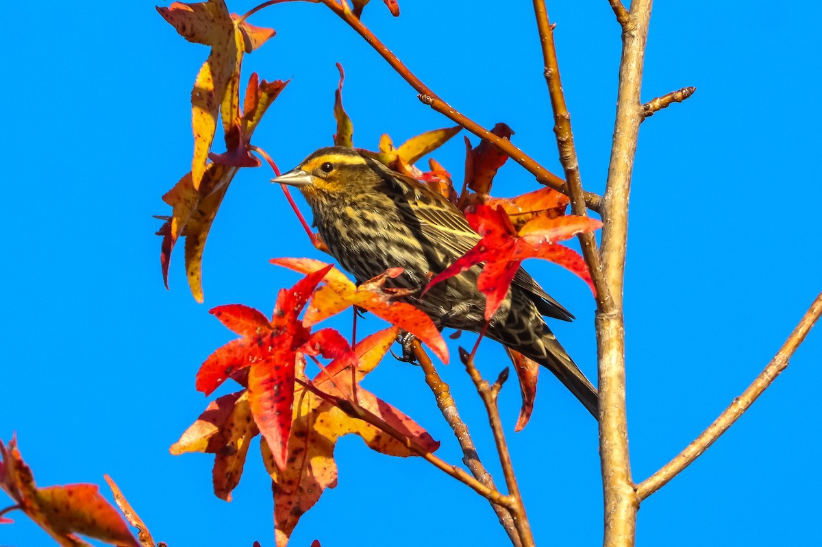 Carouge à épaulettes - ML645529115