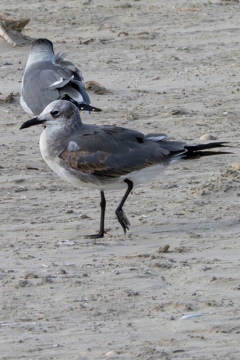 ワライカモメ - ML645529121