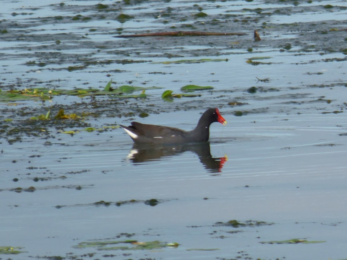 Common Gallinule - ML645529123