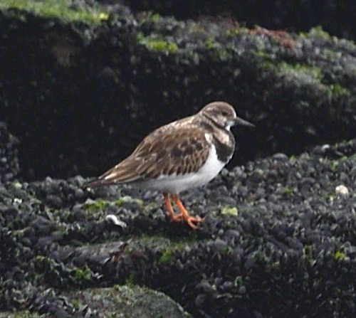 Ruddy Turnstone - ML645529126