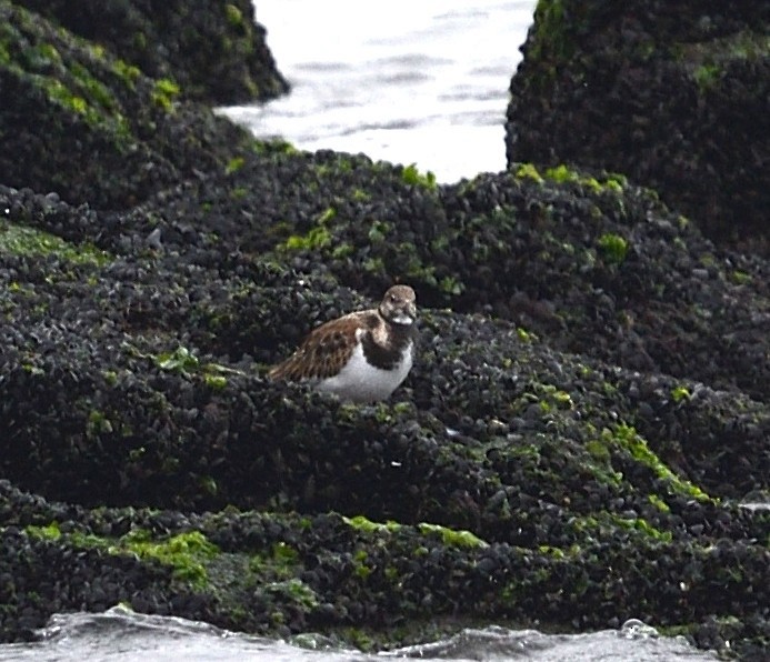 Ruddy Turnstone - ML645529127