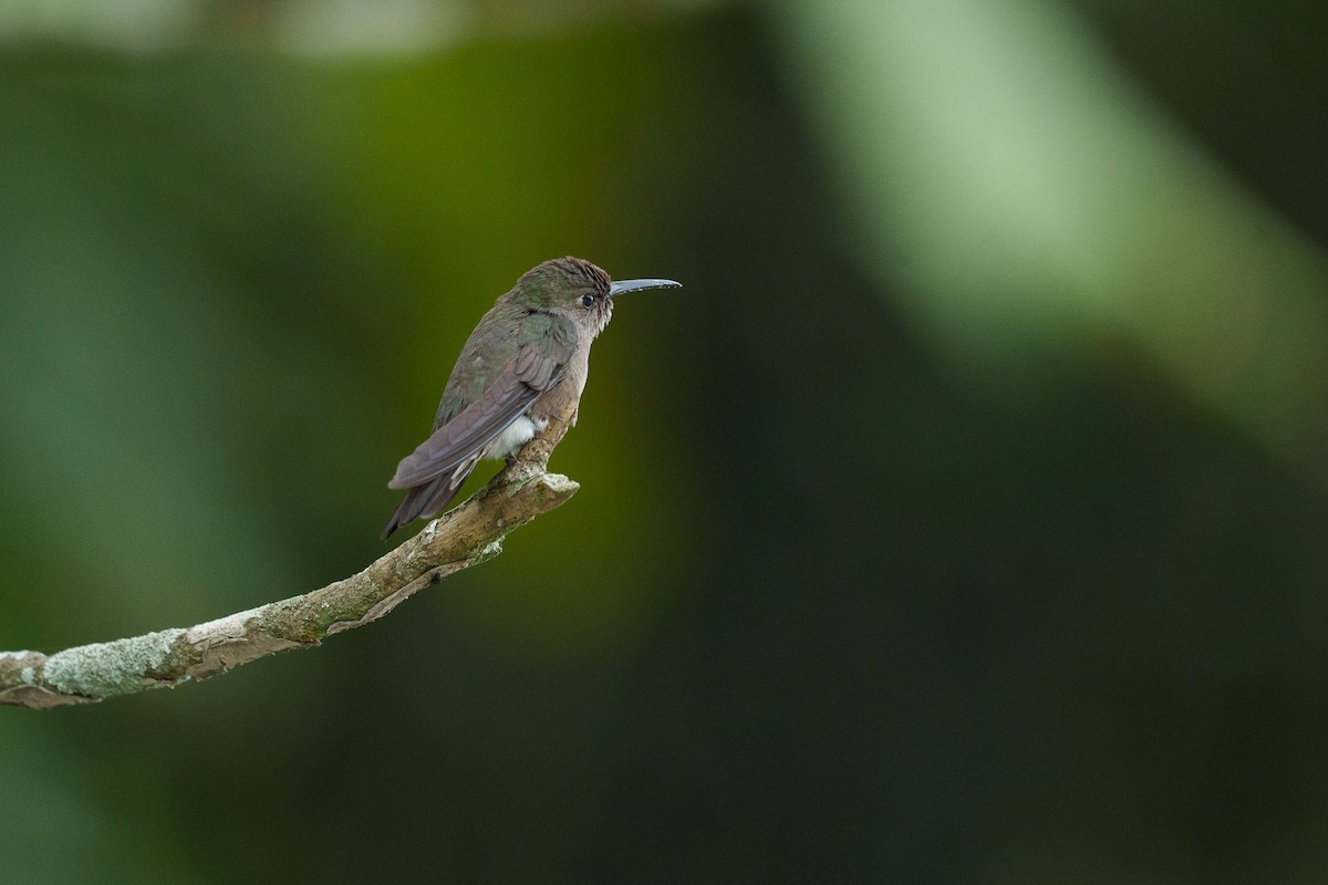 Sombre Hummingbird - ML645529129