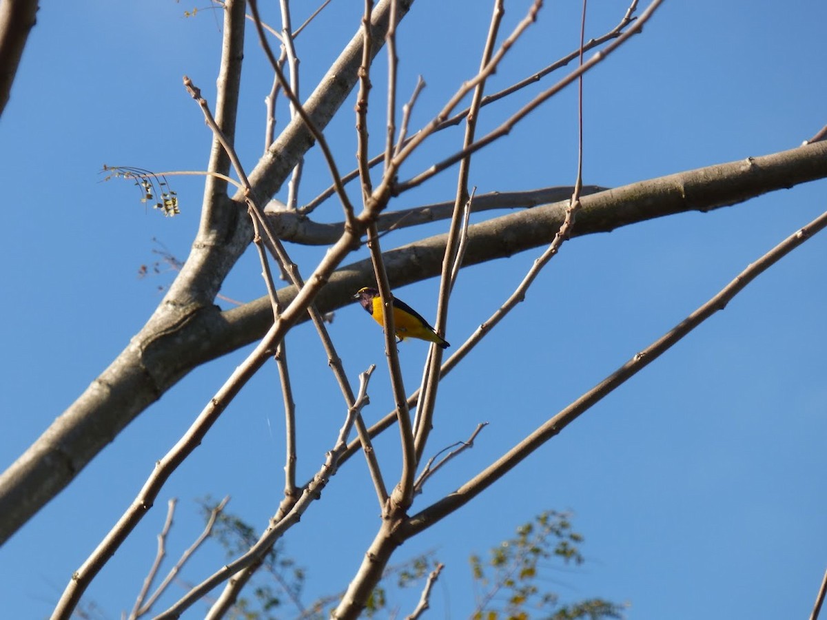 Purple-throated Euphonia - ML645529130