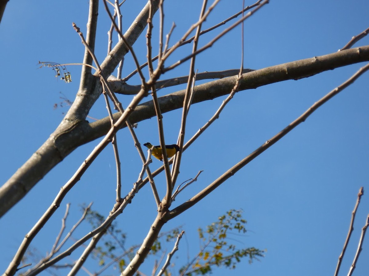 Purple-throated Euphonia - ML645529135